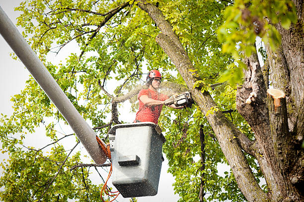 How Our Tree Care Process Works  in  West Dundee, IL